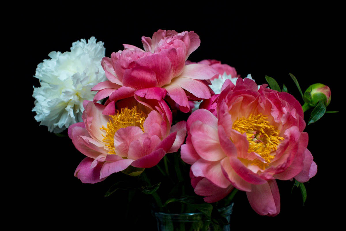 Myrtle & Smith pink peony