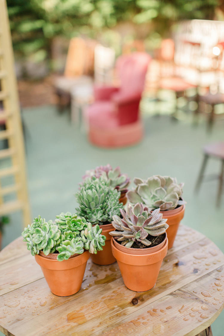 wedding succulents in terracotta pots