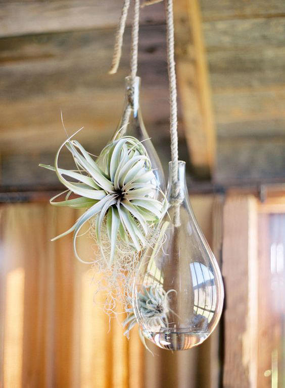 Greenhouse wedding air plants